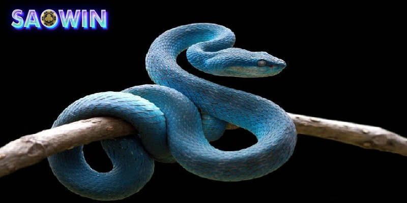 Nằm mơ thấy rắn có nhiều điềm báo khác nhau