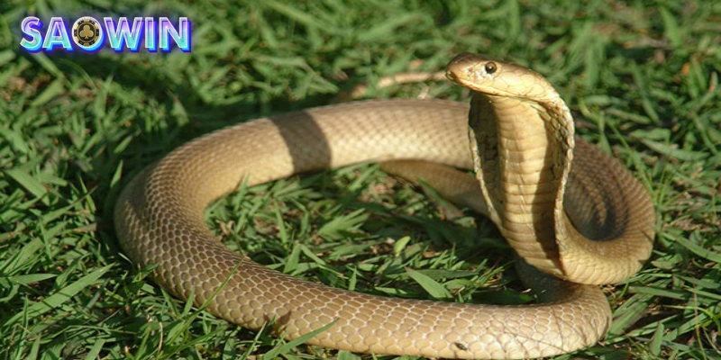 Mộng thấy rắn bao vây nhanh tay đánh ngay 07-70