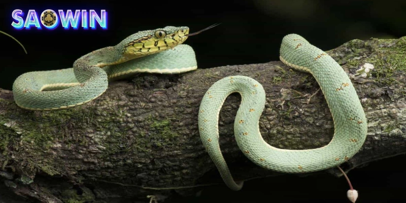 Thử vận may lô đề khi nhìn thấy rắn trong mơ tại SAOWIN