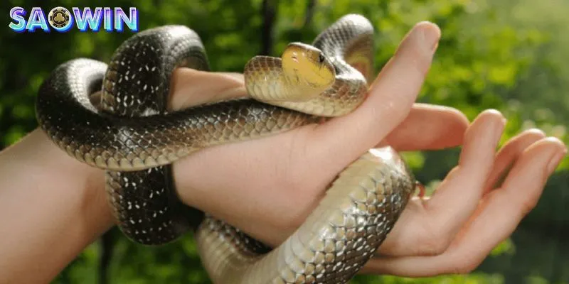 Dựa vào Nằm Mơ Thấy Rắn Cắn có thể báo hiệu con lô may mắn