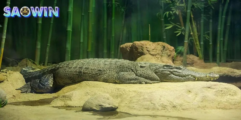 Mơ thấy cá sấu chết đánh 00, 50