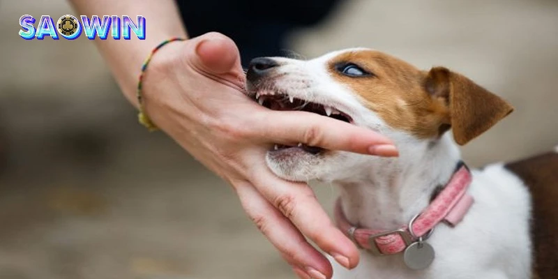 Mơ thấy chó cắn là điềm báo không tốt