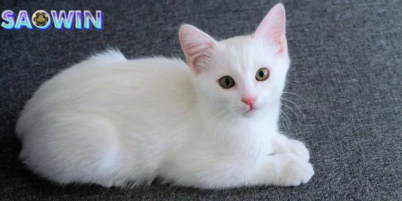 Mơ thấy mèo có thể báo hiệu sự phản bội