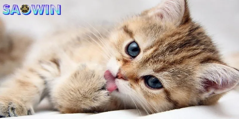 Mơ thấy mèo thể hiện sự bí ẩn