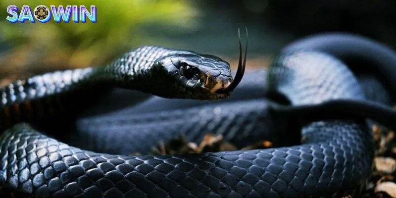 Mơ thấy rắn hổ mang cắn là điềm báo cơ thể đang mệt mỏi