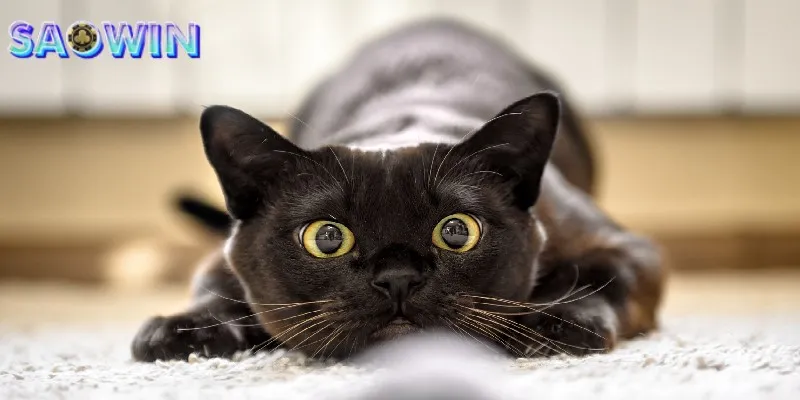 Mỗi giấc mộng thấy mèo thể hiện cho ý nghĩa khác nhau