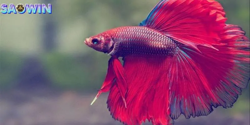 Nằm chiêm bao thấy mình đang câu cá sẽ mang nhiều tầng ý nghĩa khác nhau