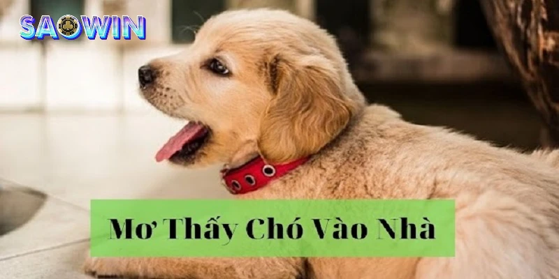 Nằm mơ thấy chó vào nhà là biểu hiện may mắn sắp đến