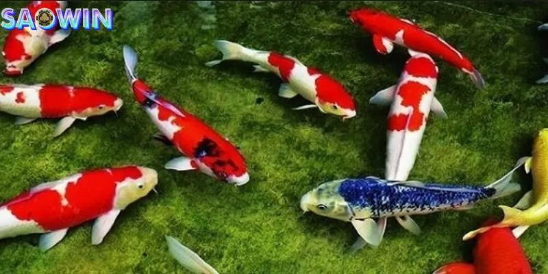 Nằm mơ thấy cá đang bơi lội cho thấy mối quan hệ của bạn đang có sự hòa thuận