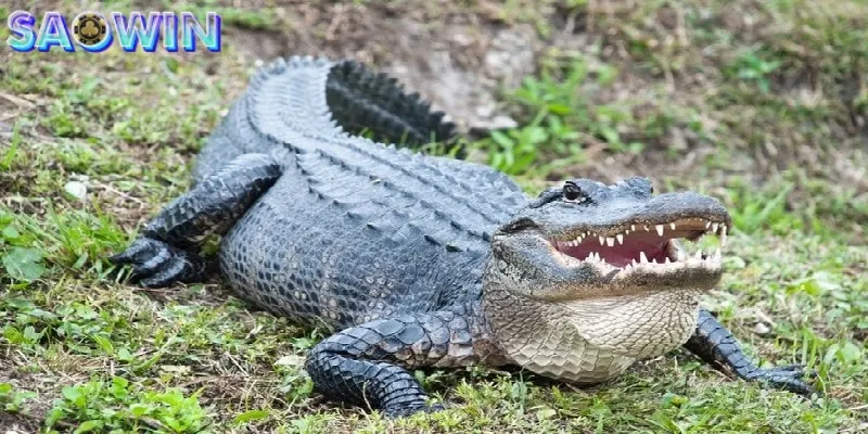 Nằm mơ thấy cá sấu báo hiệu bạn có thể gặp những thách thức