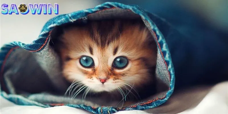 Nằm mơ thấy mèo có thể thử vận may nhiều con số