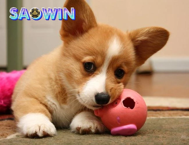 Mơ thấy nuôi chó mang ý nghĩa nên phát triển năng lực bản thân