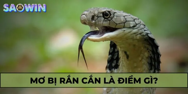 Rắn mang nhiều ý nghĩa đặc biệt trong văn hóa dân gian