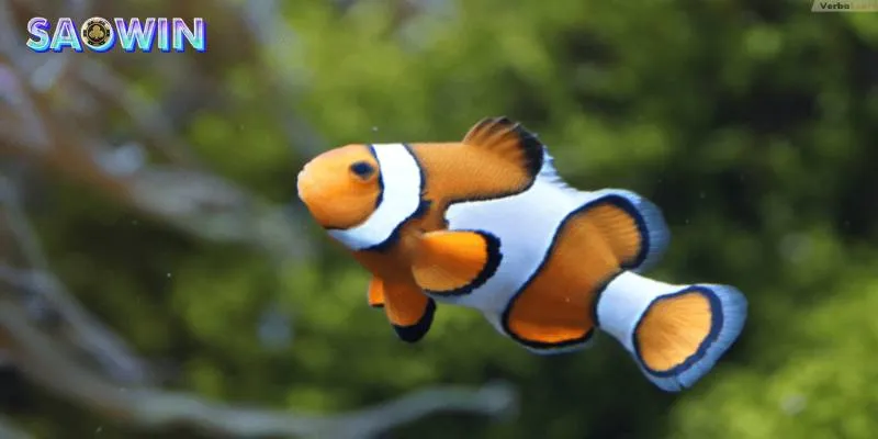 Thấy cá trong giếng bạn cần chuẩn bị tinh thần để đối mặt với những thách thức